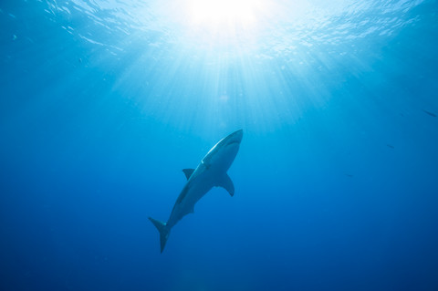 Mexiko, Guadalupe, Pazifischer Ozean, Weißer Hai, Carcharodon carcharias, lizenzfreies Stockfoto