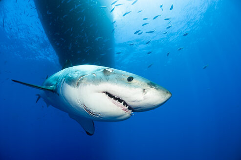 Mexico, Guadalupe, Pacific Ocean, portrait of white shark, Carcharodon carcharias - FGF000017