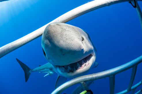 Mexico, Guadalupe, Pacific Ocean, white shark, Carcharodon carcharias, at shark cage - FGF000019