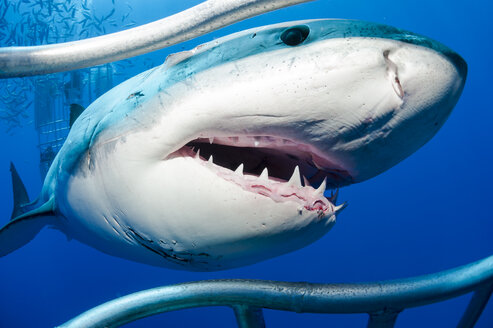 Mexico, Guadalupe, Pacific Ocean, white shark, Carcharodon carcharias, at shark cage - FGF000020