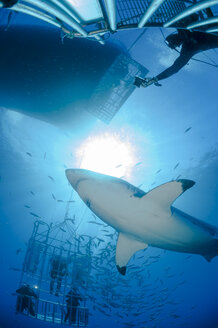 Mexico, Guadalupe, Pacific Ocean, scuba divers in shark cages photographing white shark, Carcharodon carcharias - FG000022