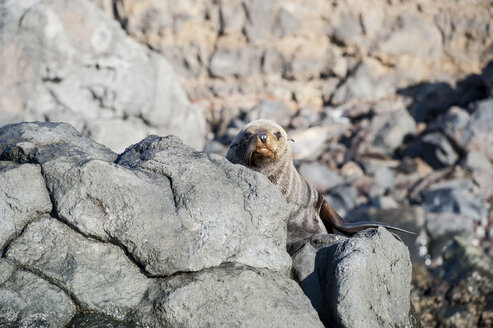 Mexico, Guadalupe, Guadalupe fur seal, Arctocephalus townsendi, lying on a rock - FGF000024
