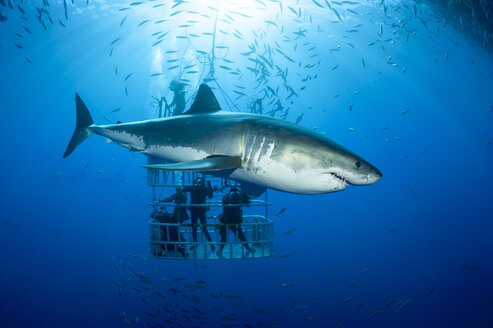 Mexiko, Guadalupe, Pazifischer Ozean, Taucher im Haikäfig mit Weißem Hai, Carcharodon carcharias, im Vordergrund - FGF000028