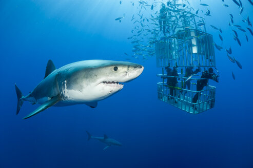 Mexico, Guadalupe, Pacific Ocean, scuba divers in shark cage with white shark, Carcharodon carcharias, in the foreground - FGF000025