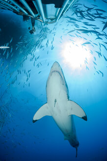 Mexico, Guadalupe, Pacific Ocean, scuba diver in shark cage photographing white shark, Carcharodon carcharias - FG000027