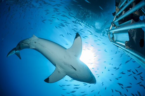 Mexico, Guadalupe, Pacific Ocean, scuba diver in shark cage photographing white shark, Carcharodon carcharias - FGF000011