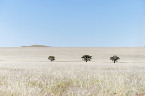 Afrika, Namibia, Namib Naukluft Gebiet, Grasland mit Bäumen - HLF000583