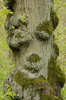 Deutschland, Thüringen, Baum mit Gesicht - SJF000111