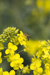 Deutschland, Thüringen, Raps, Brassica napus, und Honigbiene, Apis mellifera, Nahaufnahme - SJF000112