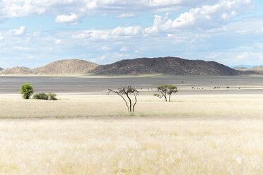 Afrika, Namibia, Namib Naukluft Gebiet, Grasland mit Bäumen - HLF000586