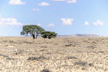 Afrika, Namibia, Namib Naukluft Gebiet, Bäume und trockene Welwitschia Pflanzen - HLF000587