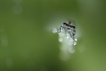 Azurblaue Pechlibelle, Coenagrion puella - MJOF000398