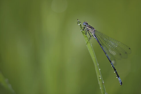 Azurblaue Pechlibelle, Coenagrion puella - MJOF000400