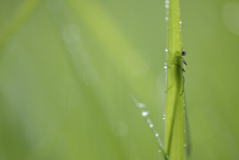 Azurblaue Pechlibelle, Coenagrion puella - MJOF000401