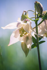 Deutschland, Bayern, Gewöhnliche Akelei, Aquilegia vulgaris, weiß - SARF000644