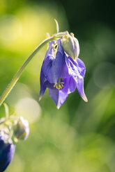 Deutschland, Bayern, Gewöhnliche Akelei, Aquilegia vulgaris, violett - SARF000646