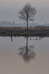 Deutschland, Nordrhein-Westfalen, Lübbecke, Silhouette und Wasserspiegelung eines Baumes im Hiller Moor in der Abenddämmerung - PAF000677