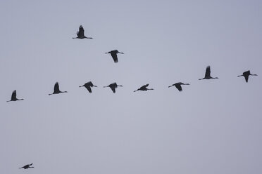 Row of cranes, Grus grus, flying in front of sky - PAF000665