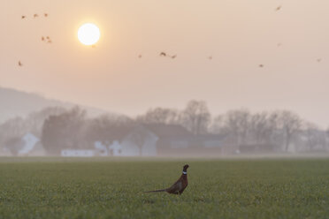 Deutschland, Nordrhein-Westfalen, Lübbecke, Landschaft mit Fasan, Phasianus colchicus, im Hiller Moor bei Sonnenuntergang - PAF000671