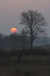 Deutschland, Nordrhein-Westfalen, Lübbecke, Landschaft mit kahlen Bäumen am Hiller Moor bei Sonnenuntergang - PAF000673