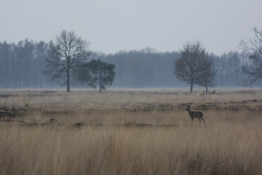 Germany, North Rhine-Westphalia, Luebbecke, landscape with bare trees and roe deer, Capreolus capreolus, at Hiller Moor by twilight - PAF000674