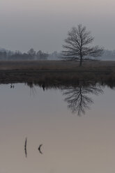 Germany, North Rhine-Westphalia, Luebbecke, silhouette and water reflection of tree at Hiller Moor by evening twilight - PAF000675