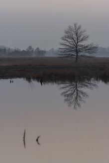 Deutschland, Nordrhein-Westfalen, Lübbecke, Silhouette und Wasserspiegelung eines Baumes im Hiller Moor in der Abenddämmerung - PAF000675