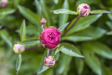 Tautropfen auf der Knospe einer rosa Pfingstrose, Paeonia officinalis - WEF000113