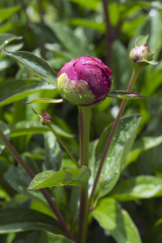 Tautropfen auf der Knospe einer rosa Pfingstrose, Paeonia officinalis, lizenzfreies Stockfoto