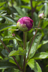 Tautropfen auf der Knospe einer rosa Pfingstrose, Paeonia officinalis - WEF000114