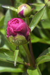 Tautropfen auf der Knospe einer rosa Pfingstrose, Paeonia officinalis - WEF000115