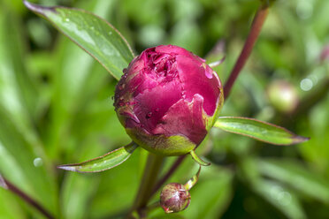 Tautropfen auf der Knospe einer rosa Pfingstrose, Paeonia officinalis - WEF000116