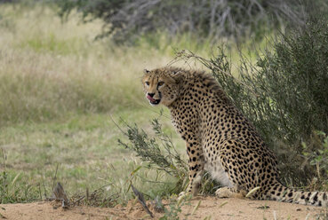 Afrika, Namibia, Okonjima Naturreservat, sitzender Gepard, Acinonyx Jubatus - HLF000597