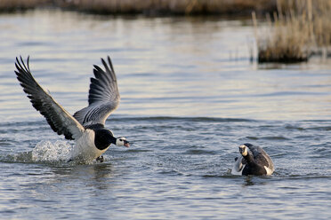 Deutschland, Schleswig-Holstein, Nordfriesland, fliegende und schwimmende Nonnengänse, Branta leucopsis - HACF000126