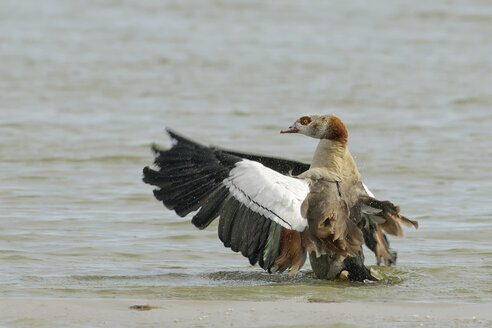 Deutschland, Schleswig-Holstein, Nordfriesland, Ägyptische Gans, Alopochen aegyptiacus, mit ausgebreiteten Flügeln am Wasser - HACF000127