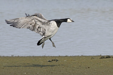 Deutschland, Schleswig-Holstein, Nordfriesland, fliegende Nonnengans, Branta leucopsis - HACF000128