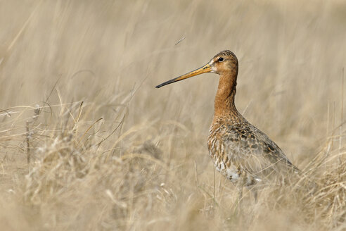 Germany, Schleswig-Holstein, North Frisia, black-tailed godwit, Limosa limosa, standing in grass - HACF000129