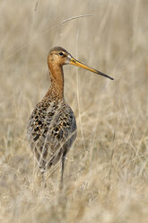 Deutschland, Schleswig-Holstein, Nordfriesland, Uferschnepfe, Limosa limosa, stehend im Gras - HACF000130