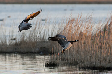 Germany, Schleswig-Holstein, North Frisia, two flying barnacle gooses, Branta leucopsis - HACF000133