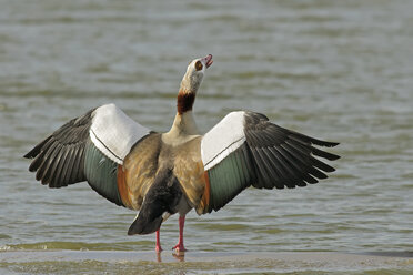 Deutschland, Schleswig-Holstein, Nordfriesland, Ägyptische Gans, Alopochen aegyptiacus, mit ausgebreiteten Flügeln am Wasser - HACF000134