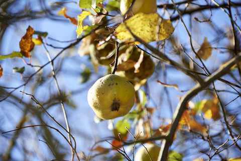 Quitte, Cydonia oblonga, am Baum hängend, lizenzfreies Stockfoto