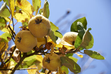 Quinces, Cydonia oblonga, hanging on tree - SRSF000494