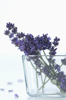 Lavendelzweige, Lavandula angustifolia, in einer Glasschale - ASF005377