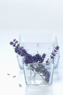 Lavendelzweige, Lavandula angustifolia, in einer Glasschale - ASF005378