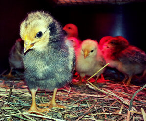 Haushuhn (Gallus gallus domesticus) - Küken unter Wärmelampe, Waldenburg Deutschland - ALF000161