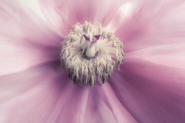 Detail der rosa Pfingstrose, Paeonia officinalis - CMF000146