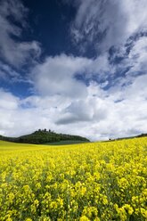 Deutschland, Baden-Württemberg, Landkreis Konstanz, Hegau, Rapsfeld, im Hintergrund der Mögdeberg - ELF001041