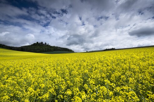 Germany, Baden-Wuerttemberg, Constance district, Hegau, Rape field, Maegdeberg in the background - ELF001042