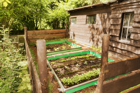 Garten mit gemischtem Gemüsebeet und Schneckenzaun, lizenzfreies Stockfoto