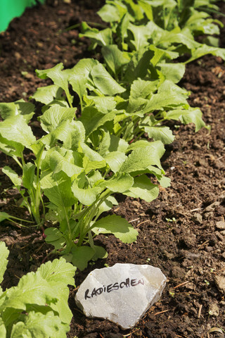 Red radish on vegetable patch stock photo